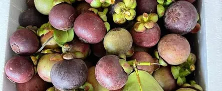 Măng cụt bình phước em mời sỷ lẻ lên đơn ạ