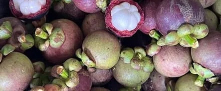 Măng cụt bình phước em mời sỷ lẻ lên đơn ạ