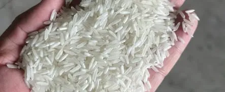 ST25 SỮA NON LÚA TÔM