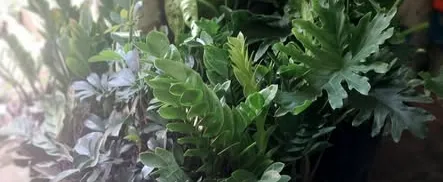 Các loại cây ăn trái-hoa-ơt