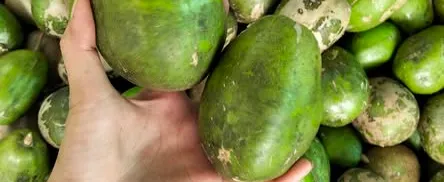 cóc cầy