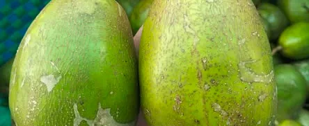 cóc cầy