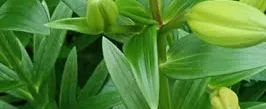 Mai vườn em cắt ly cam