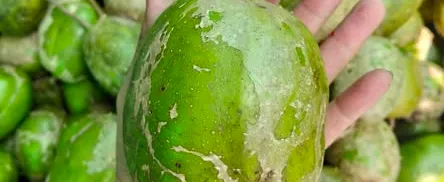 cóc cầy