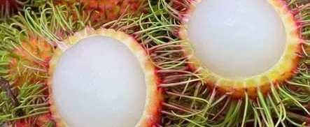 Tìm sỉ uy tín chôm chôm Thái