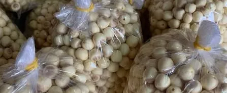 Hạt sen Huế đầu mùa