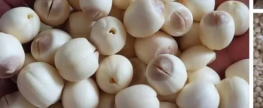 Hạt sen Huế đầu mùa