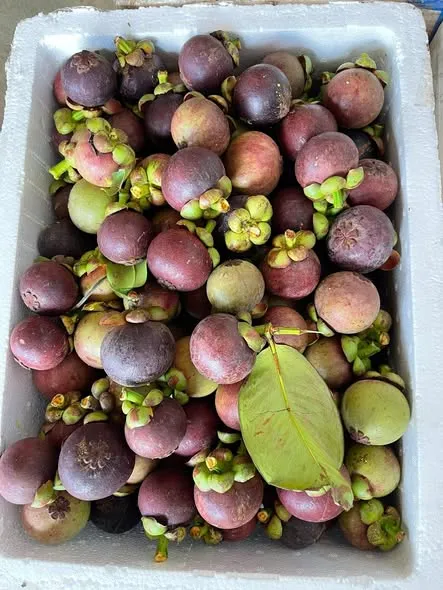 Măng cụt bình phước em mời sỷ lẻ lên đơn ạ