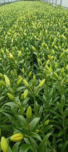 Mai vườn em cắt ly cam