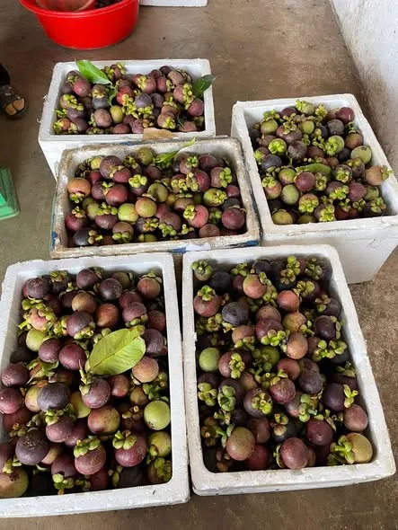 Măng cụt bình phước em mời sỷ lẻ lên đơn ạ