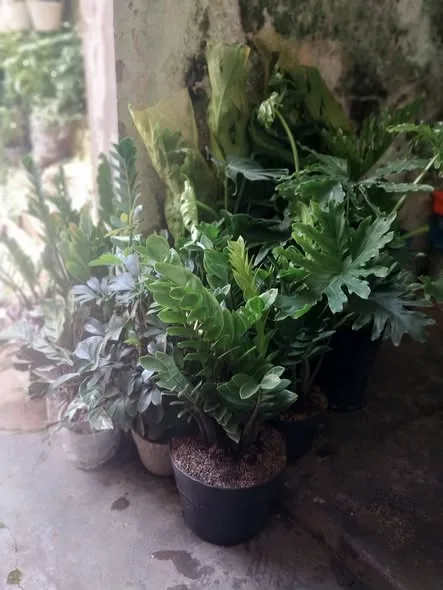 Các loại cây ăn trái-hoa-ơt
