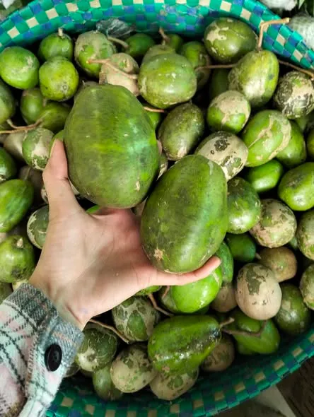 cóc cầy