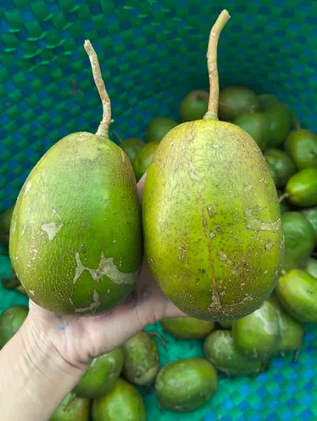 cóc cầy
