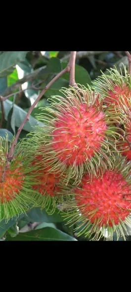 Tìm sỉ uy tín chôm chôm Thái