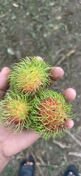 Tìm sỉ uy tín chôm chôm Thái