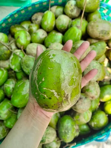cóc cầy