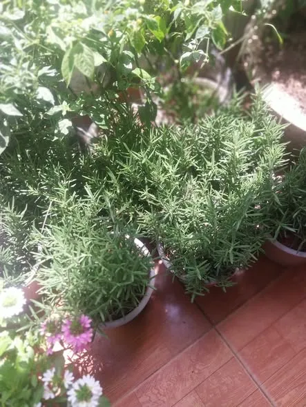 Các loại cây ăn trái-hoa-ơt