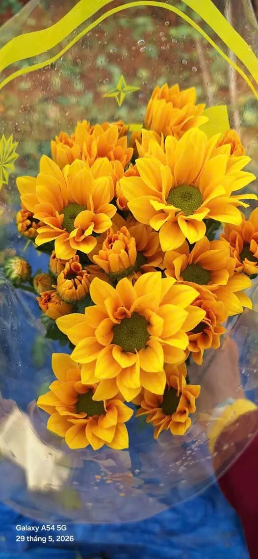 Mc đang cắt